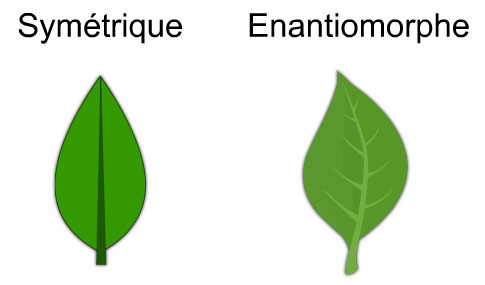 Realistic and chiral tree leaf